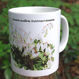 mug DS-153 Dicentra cucullaria 7069.jpg